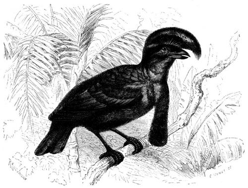 Schirmvogel (Cephalopterus ornatus). 1/4 nat�rl. Gr��e.
