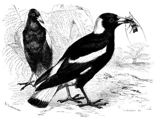Fl�tenvogel (Gymnorhina tibicen). 3/10 nat�rl. Gr��e.