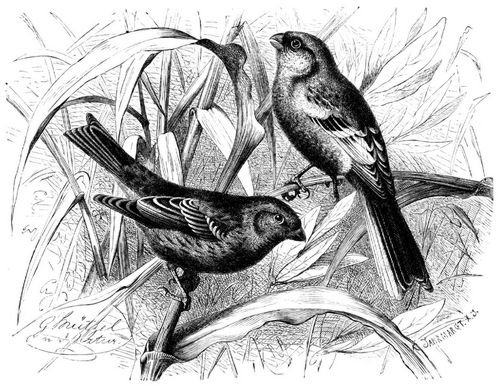 Karmingimpel (Carpodacus erythrinus) und Meisengimpel (Uragus sibiricus). 1/2 nat�rl. Gr��e.