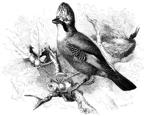 Heher (Garrulus glandarius). 1/3 nat�rl. Gr��e.
