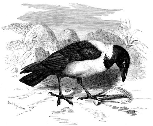 Schildrabe (Corvus scapulatus). 3/10 nat�rl. Gr��e.