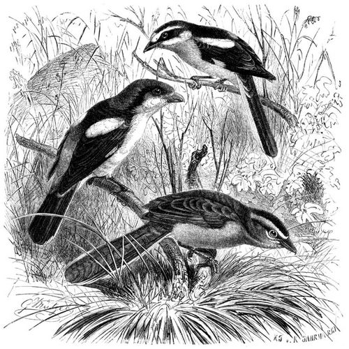 Rothkopfw�rger, Maskenw�rger (Lanius senator und nubicus) und Tschagra (Telephonus erythropterus). 1/2 nat�rl. Gr��e.