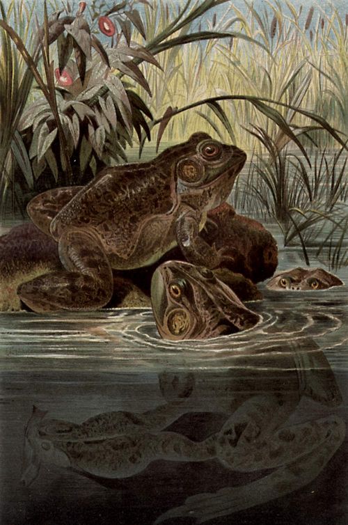 Ochsenfrosch.