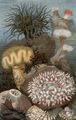 Seeanemonen.