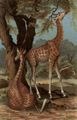 Girafe.