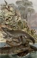 Nilkrokodil.