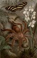 Vogelspinne.