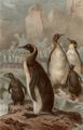 Riesenpinguin.