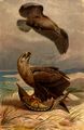 Seeadler.