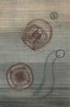 Schwimmende Quallen. Links Bougainvillia, von der Seite und von unten, vergr��ert; rechts Pleurobranchia; nat�rliche Gr��e.