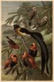 Weberv�gel 1. Bandvogel, 2. Paradieswida, Weibchen, 3. M�nnchen, 4. Blutfink, 5. Feuerweber.