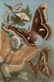 Seidenspinner. 1. Maulbeerspinner nbst. Raupe und Gespinsten. 2. S�damerikanischer Seidenspinner. 3. Chinesischer Seidenspinner. 4. Ailanthusspinner.
