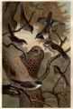 S�deurop�ische Grasm�cken. 1 Provences�nger. 2, 3 Masken-, 4 Sarden-, 5 Brillengrasm�cke. 6 Sammetk�pfchen. 7 Bartgrasm�cke.