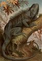 Leguan.