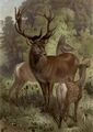 Edelhirsch.