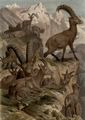 Alpensteinbock.