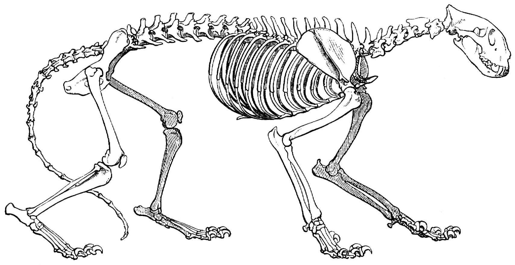 Скелет тигра рисунок