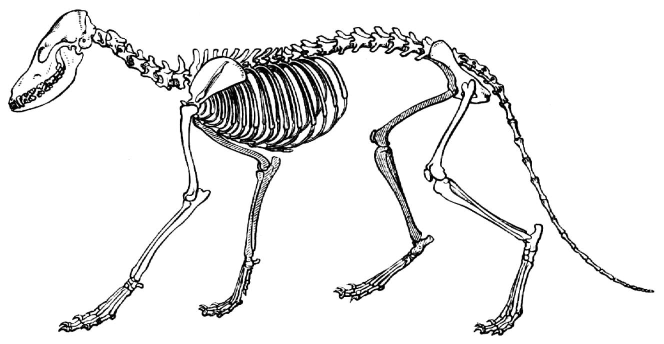 Скелет лисы рисунок