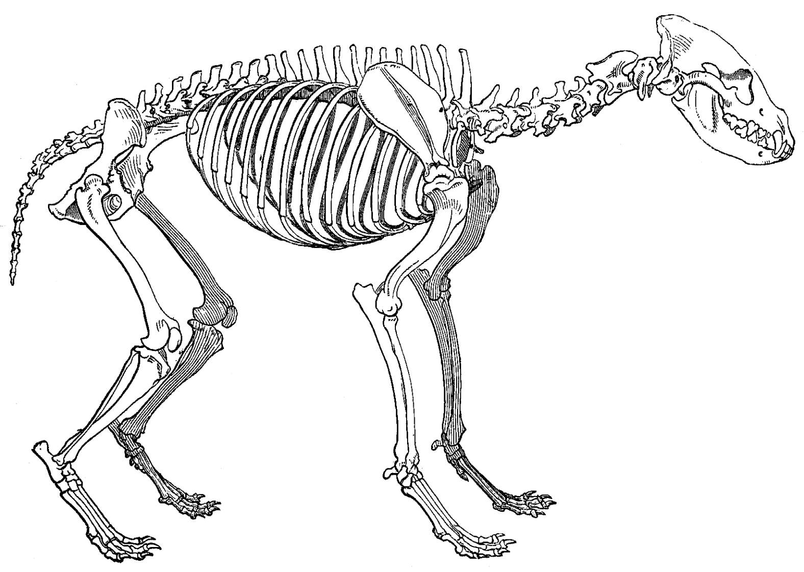 Скелет пятнистой гиены