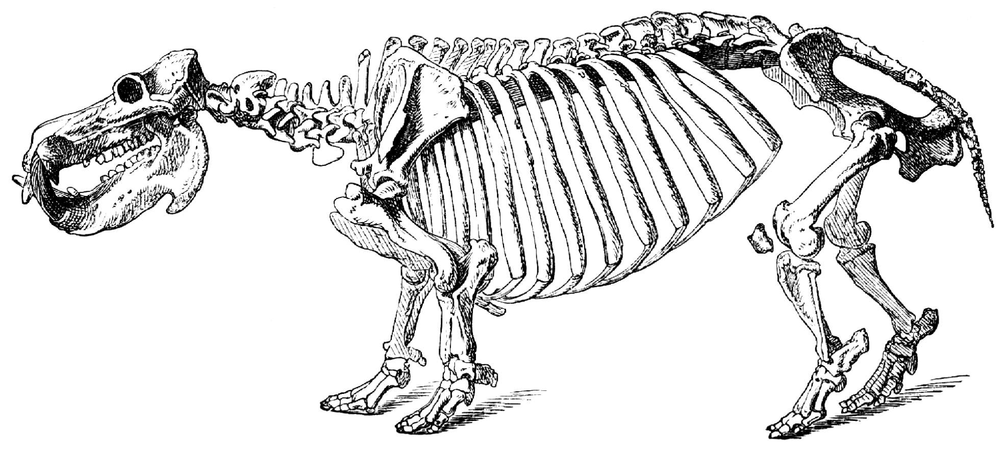 Скелет бегемота с анатомией