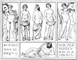 Fig. 247: Nymphen