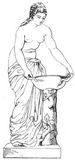 Fig. 246: Nymphen